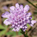 Scabiosa canescens