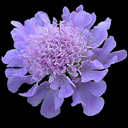 Scabiosa lucida