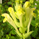 Scutellaria oreophylla
