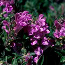 Scutellaria pontica