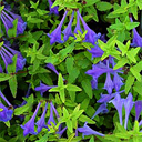 Scutellaria scordifolia
