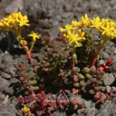 Sedum divergens