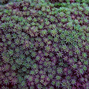 Sedum hispanicum minus Pink Form