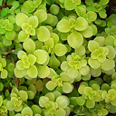 Sedum makinoi 'Ogon'