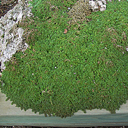 Sedum mentha- requienii