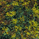 Sedum middendorffianum
