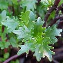 Sedum populifolium