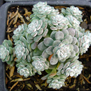 Sedum spathuliifolium 'Cape Blanco'