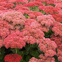 Sedum spectabile 'Autumn Fire'