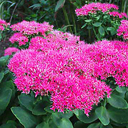 Sedum spectabile 'Neon'