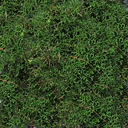 Selaginella sanguinolenta v. compressa