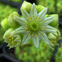 Sempervivum arachnoidea v. album