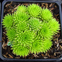 Sempervivum �Pseudo-Draba�