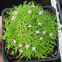 Silene acaulis