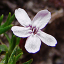 Silene acaulis 'White Rabbit'