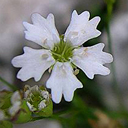 Silene alpestris
