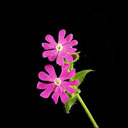 Silene dioica 'Valley High'