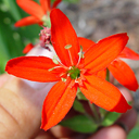 Silene regia 'Prairie Fire'