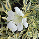 Silene uniflora 'Druitt's Variegated'