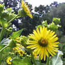 Silphium perfoliatum