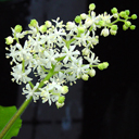 Smilacina bicolor