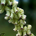 Sophora flavescens HC 970082