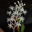 Speirantha convallarioides (gardenii)