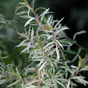 Spirea thunbergii �Mt. Fuji�