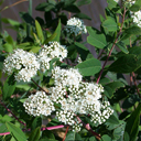 Spirea virginiana