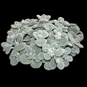 Stachys candida