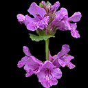 Stachys grandiflorum (macrantha) supurba