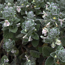 Stachys saxicola