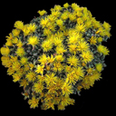 Stomatium mustellinum
