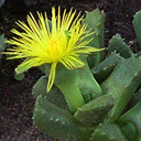 Stomatium sp. ex Kelderberg Southerland