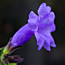 Strobolanthes atropurpurea
