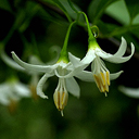 Styrax americana