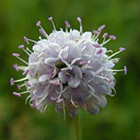 Succisella inflexa 'Frosted Pearls'