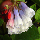 Symphytum ibericum 'Goldsmith'