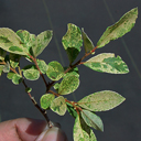 Salix cinerea tricolor