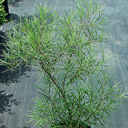 Salix rosmarinifolius (s. eleagnos)