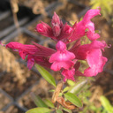 Salvia gregii 'Wild Thing'