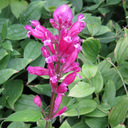 Salvia involucrata