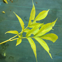 Sambucus canadensis 'Aurea'