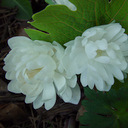 Sanguinaria canadensis FL PL