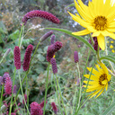 Sanguisorba tenuifolia