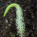 Saururus cernuus