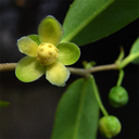 Schizandra propinqua var sinensis