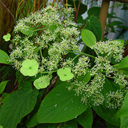 Schizophragma corylieum Schizophragma corylieum