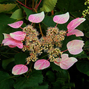 Schizophragma hydrangioides rosea