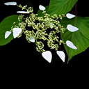 Schizophragma integrifolium var. faurei BSJW 3802 Schizophragma integrifolium var. faurei BSJW 3802